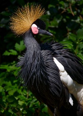 Black Crowned Crane