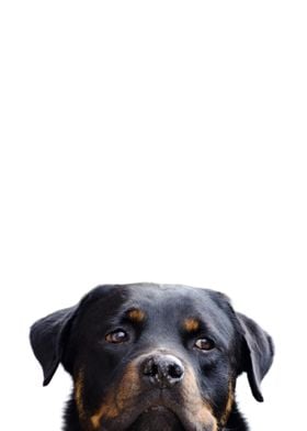 Rottweiler Dog