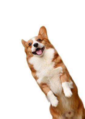 Corgi