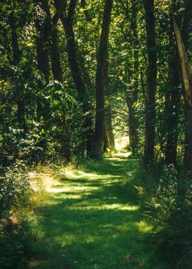 Woodland path in Pennsylva