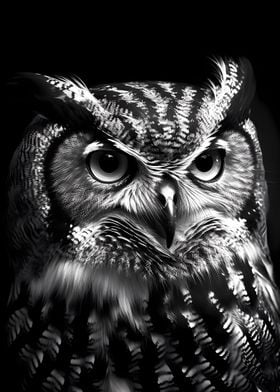 Owl Animal