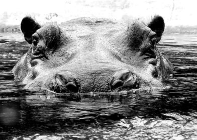 Hippos Face