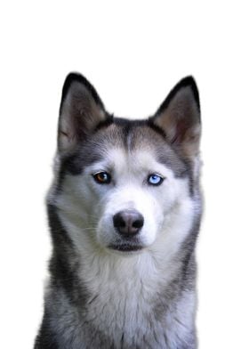 Siberian Husky