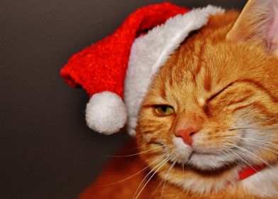 Christmas Cat