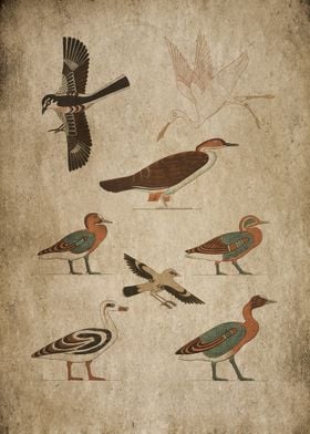 Egypt bird 4