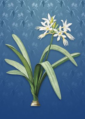 Pancratium Illyricum