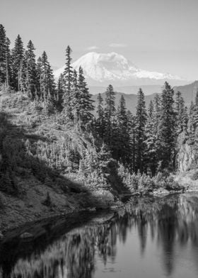 Mountain Trees