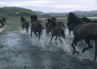 Real photo crossing 