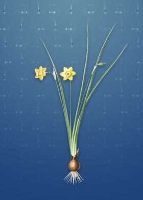 Daffodil on Bahama Blue