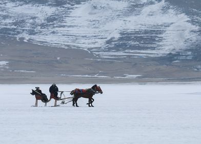 horse drawn sleigh