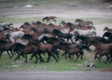 gallop of horses