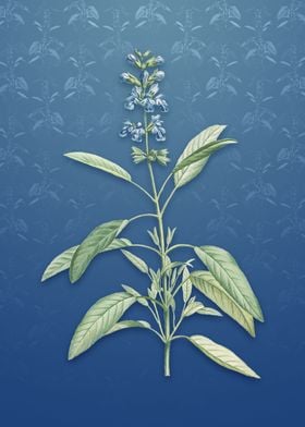 Sage Plant on Bahama Blue