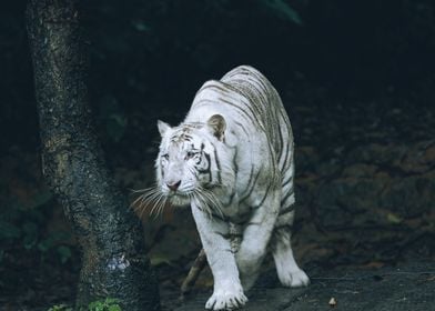 shy white tiger