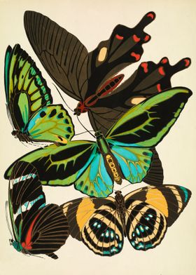 Vintage butterflies