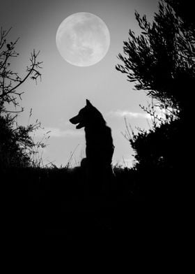 Dog Moonlight