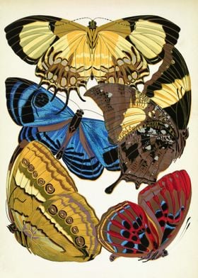 Vintage butterflies