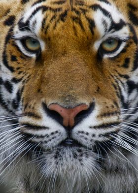 Bengal Tiger Closeup