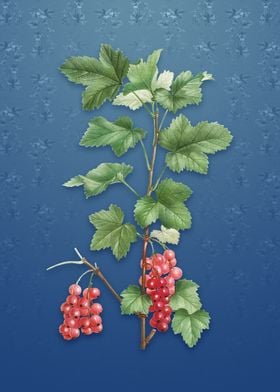 Vintage Redcurrant Plant