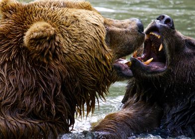 Brown Bear Brawl