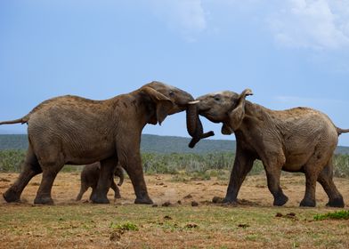 Elephant Clash