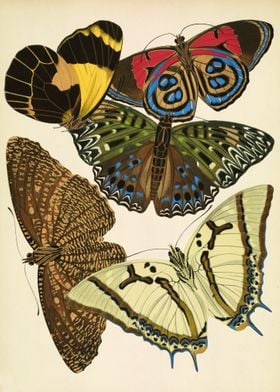 Vintage butterflies