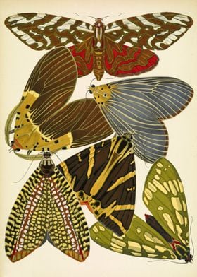 Vintage butterflies