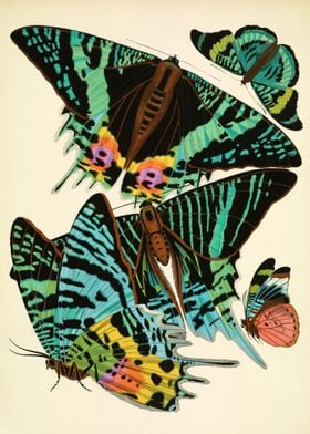 Vintage butterflies