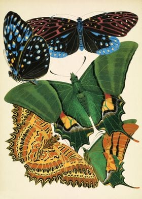 Vintage butterflies