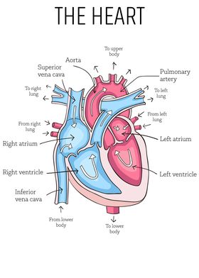 Heart Anatomy