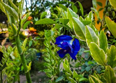 blue flower in a beautiful