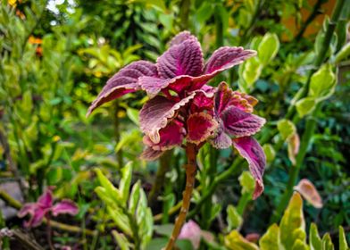 photograph of a red flower