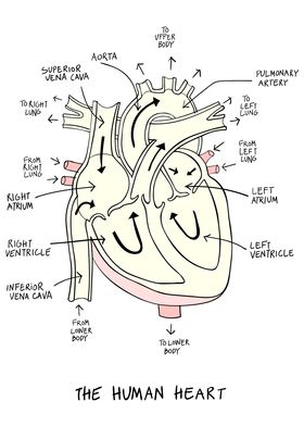 Heart Anatomy