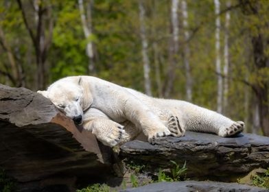 Sleeping Icebear