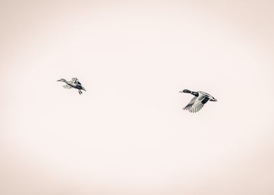 Ducks in flight BW