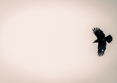 Black crow in flight