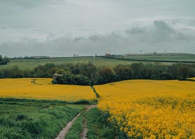 Golden Fields in Spring