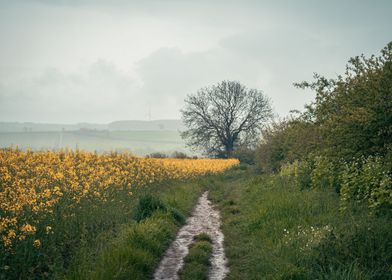 Fields in the Rain