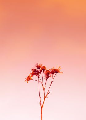 red flower branch