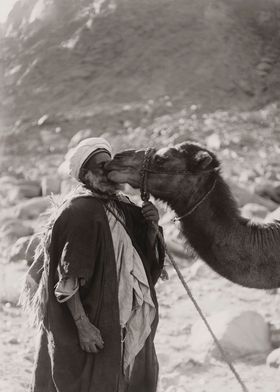 Camel Kissing Sheikh