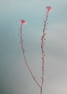 two flower branches