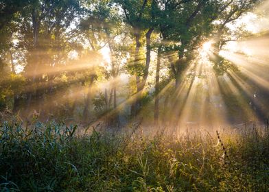 Autumn Beams