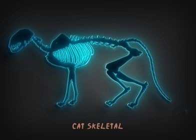 Cat skeletal