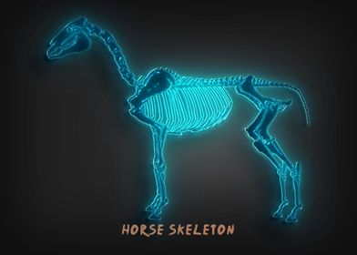 Horse Skeleton