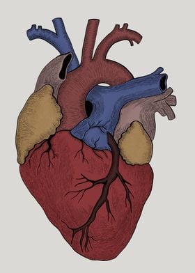 Heart anatomy