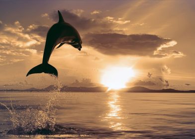 Dolphin Sunset Symphony