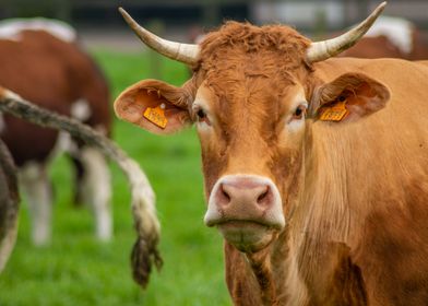 Red horned cow