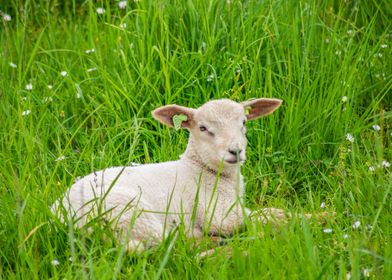 The lamb and the flowers