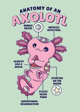 Axolotl Anatomy