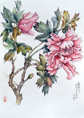 Watercolor Japanese Peony 