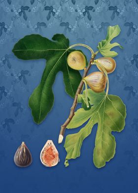 Figs on Bahama Blue